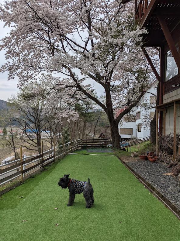 ワンコと泊まるジャスミンクリーク Hotel Toyooka  Exterior foto